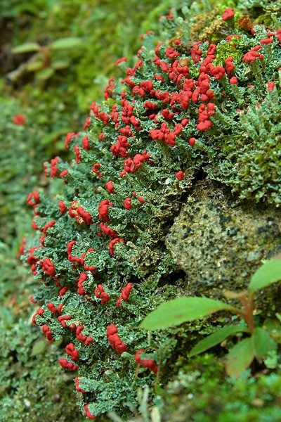 Cladonia cristatella