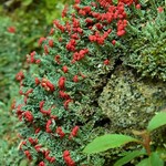 Cladonia cristatella