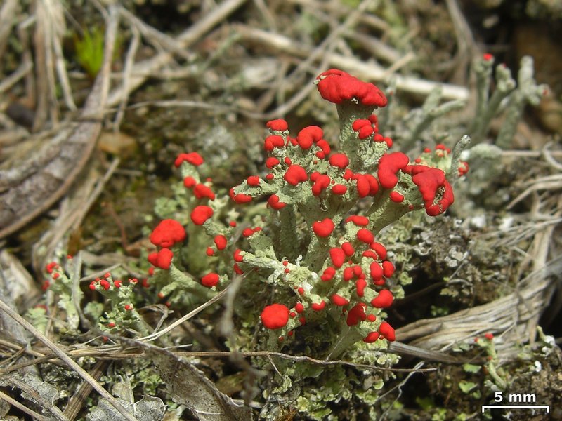 Cladonia cristatella