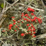 Cladonia cristatella