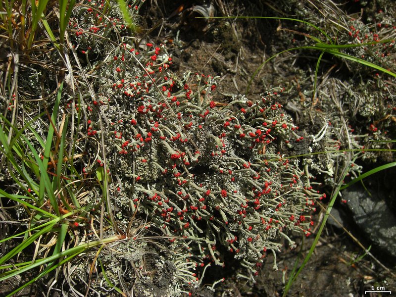 Cladonia cristatella