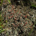 Cladonia cristatella