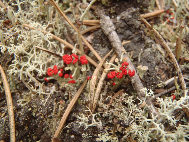 Cladonia cristatella