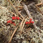 Cladonia cristatella