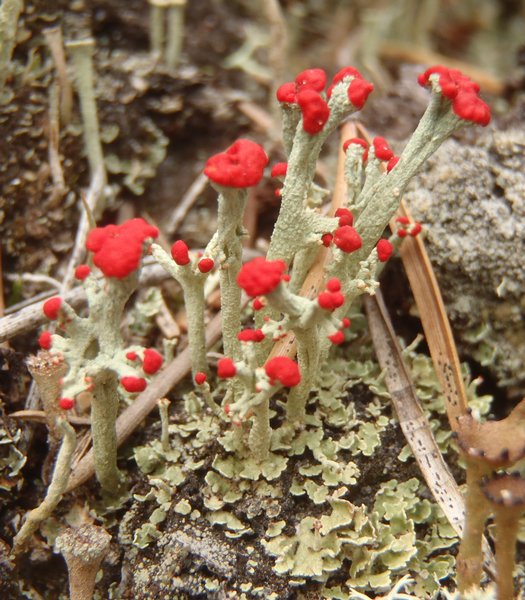 Cladonia cristatella