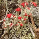 Cladonia cristatella