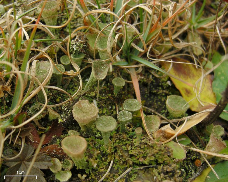 Cladonia cryptochlorophaea