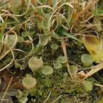 Cladonia cryptochlorophaea