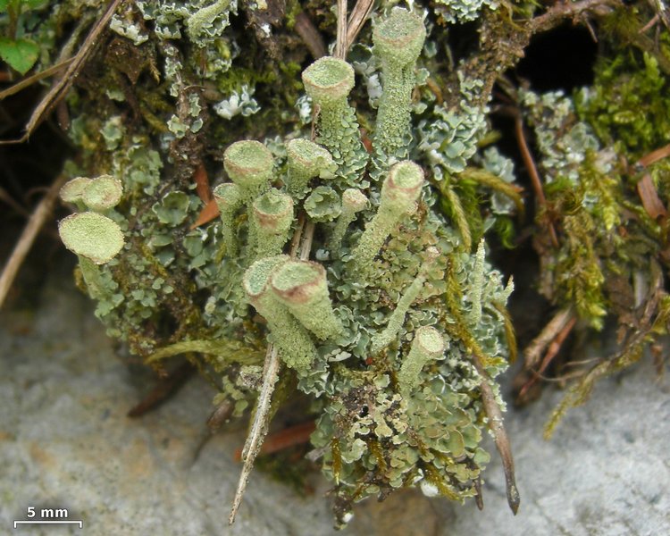 Cladonia cryptochlorophaea