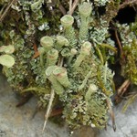 Cladonia cryptochlorophaea
