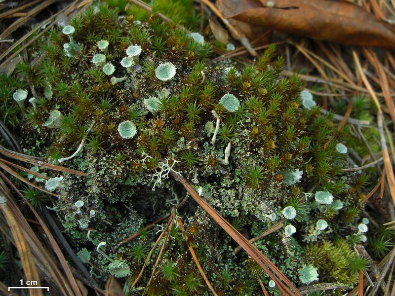 Cladonia cryptochlorophaea