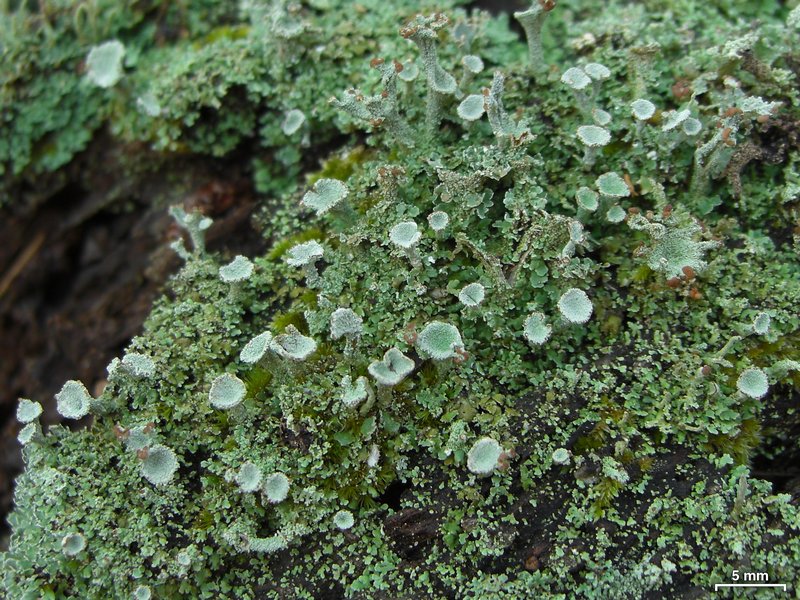 Cladonia cryptochlorophaea