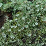 Cladonia cryptochlorophaea