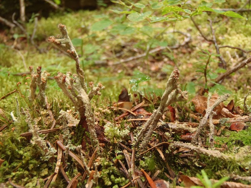 Cladonia cyanipes