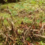 Cladonia cyanipes