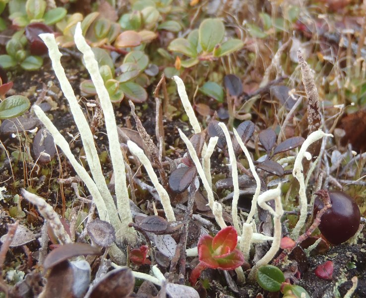 Cladonia cyanipes