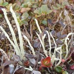 Cladonia cyanipes