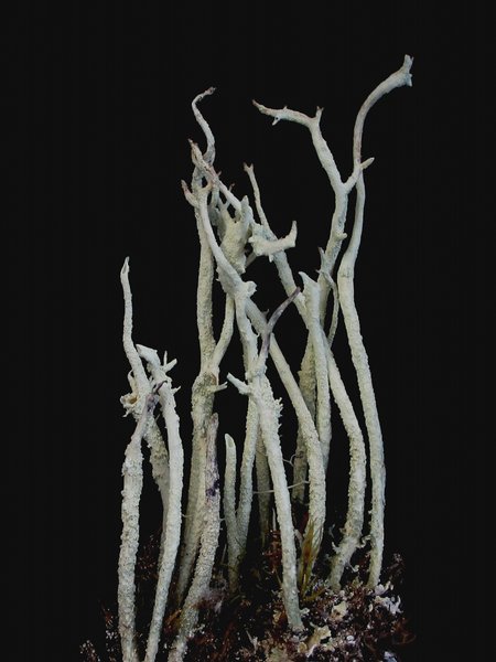 Cladonia cyanipes