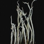 Cladonia cyanipes