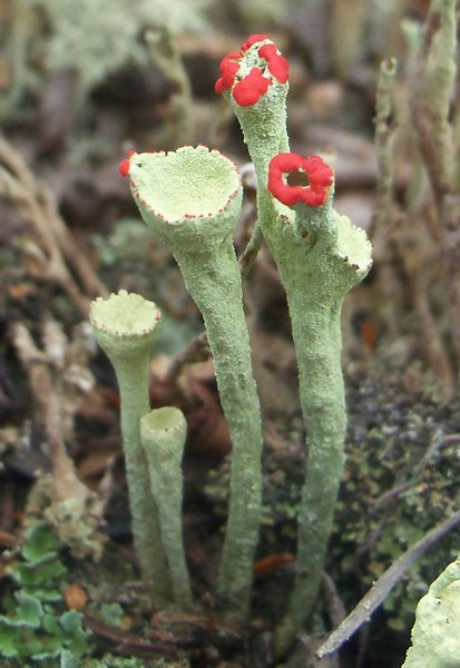 Cladonia deformis