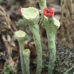 Cladonia deformis