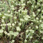 Cladonia deformis