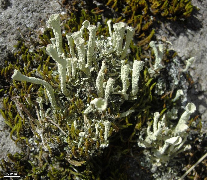 Cladonia deformis