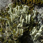 Cladonia deformis