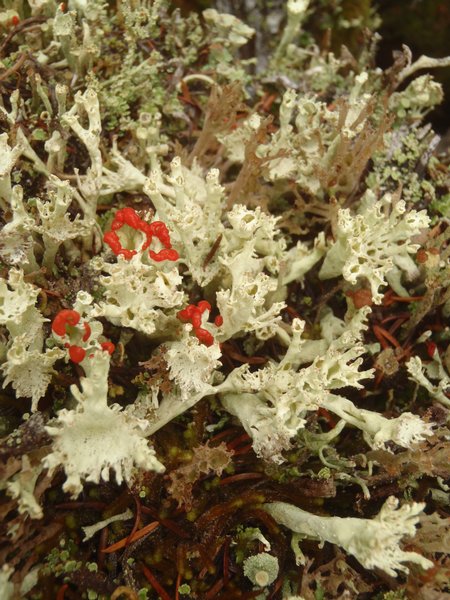Cladonia deformis