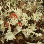 Cladonia deformis