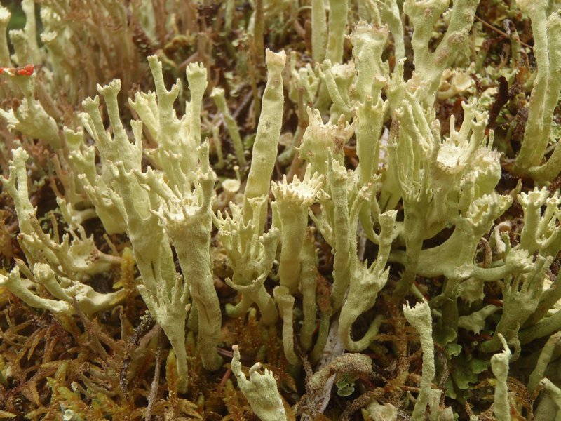 Cladonia deformis
