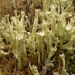 Cladonia deformis