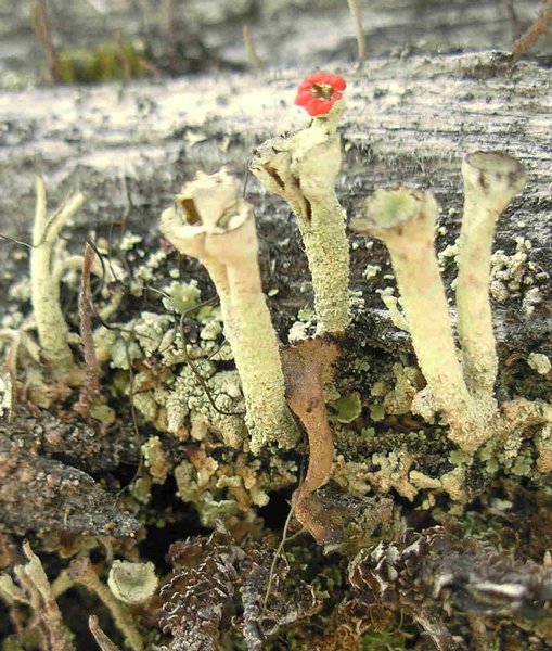 Cladonia deformis