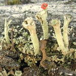 Cladonia deformis