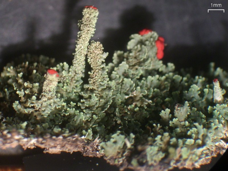Cladonia didyma var. didyma