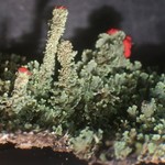 Cladonia didyma var. didyma