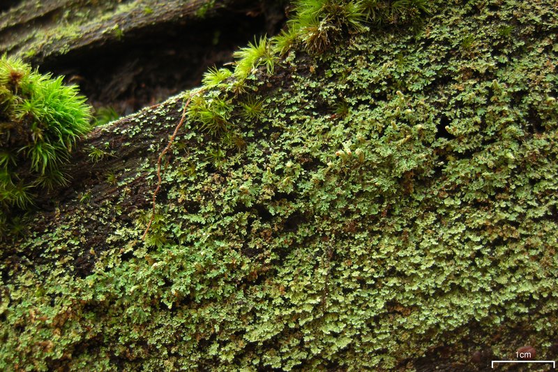 Cladonia didyma var. didyma