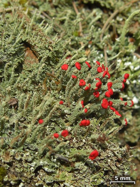 Cladonia didyma var. didyma