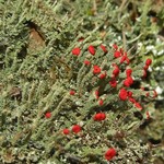 Cladonia didyma var. didyma