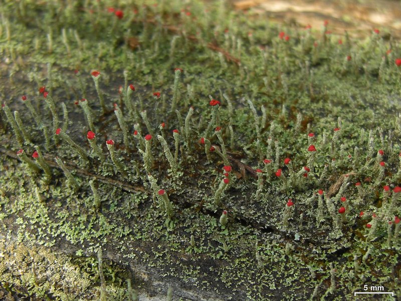 Cladonia didyma var. didyma
