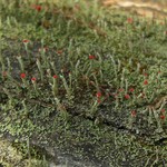 Cladonia didyma var. didyma