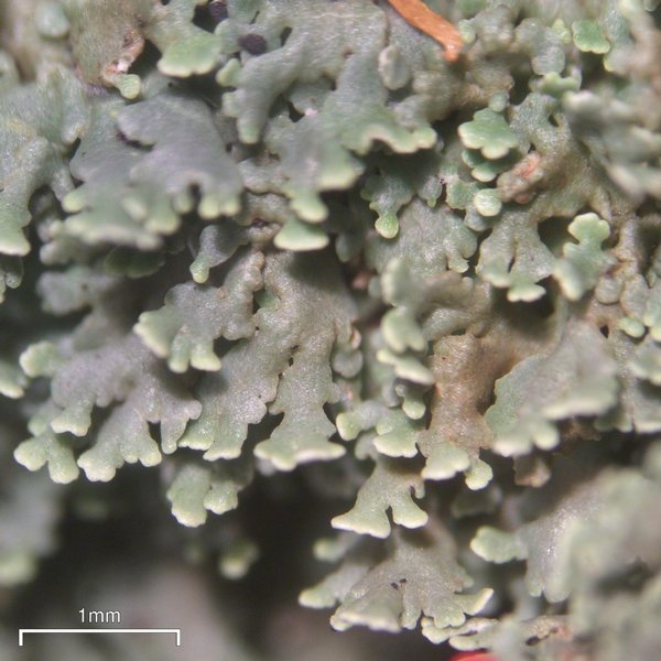 Cladonia didyma var. vulcanica