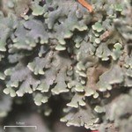 Cladonia didyma var. vulcanica