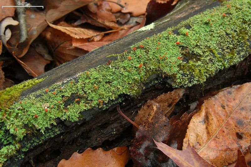 Cladonia didyma var. vulcanica