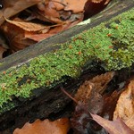 Cladonia didyma var. vulcanica