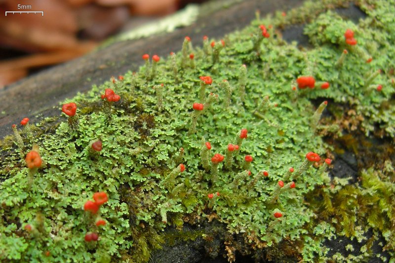 Cladonia didyma var. vulcanica