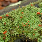 Cladonia didyma var. vulcanica