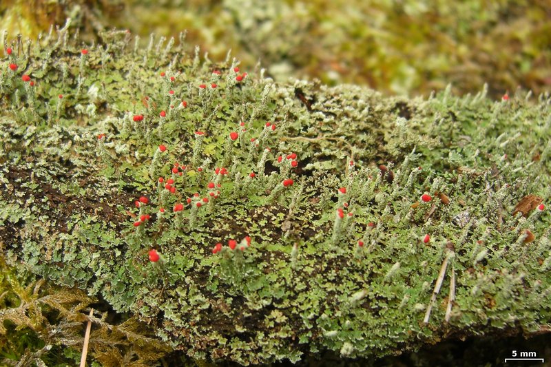 Cladonia didyma var. vulcanica