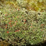 Cladonia didyma var. vulcanica