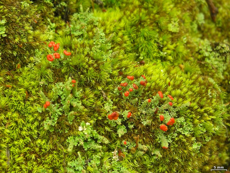 Cladonia didyma var. vulcanica